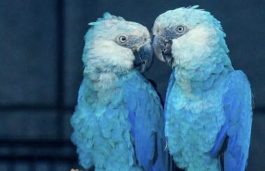 364 espécies estão em risco máximo de extinção no Brasil