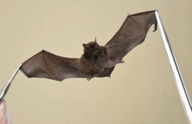 Segundo caso de raiva em morcego é confirmado em Feira de Santana, no interior da Bahia