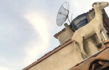 Família é surpreendida na Bahia ao encontrar bode no telhado de casa