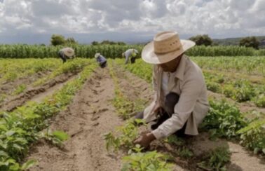 Governo estuda programa de renegociação de dívidas para pequenos produtores