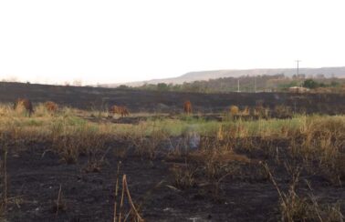 Focos de queimadas em vegetação no Ceará crescem 147% em 2023