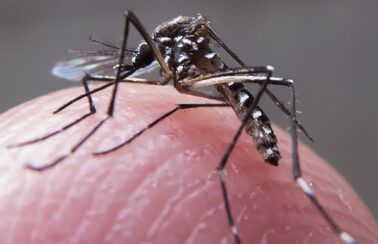 Primeira morte por chikungunya em 2024 na Paraíba é confirmada pela Secretaria de Saúde