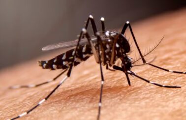 Sobe para sete o número de mortes por dengue na Bahia, diz Secretaria de Saúde