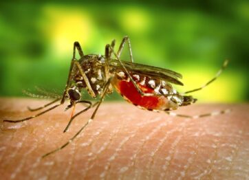 Pernambuco confirma primeira morte por dengue em 2024