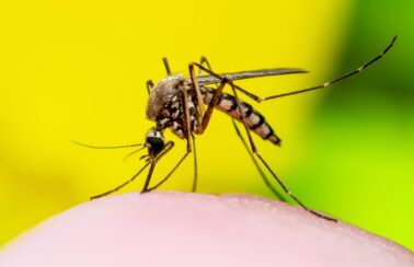 Brasil ultrapassa marca de 5 mil mortes por dengue