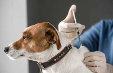 Fortaleza realiza Dia D de vacinação antirrábica para cães e gatos neste sábado