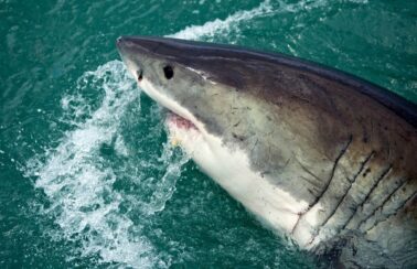 Homem fica gravemente ferido com ataque de tubarão em praia de Pernambuco