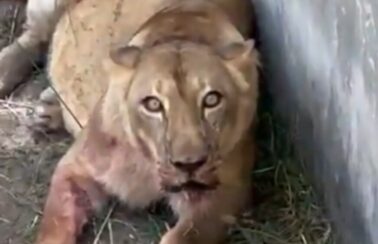 Leoa que matou jovem em zoo de João Pessoa, não será sacrificada